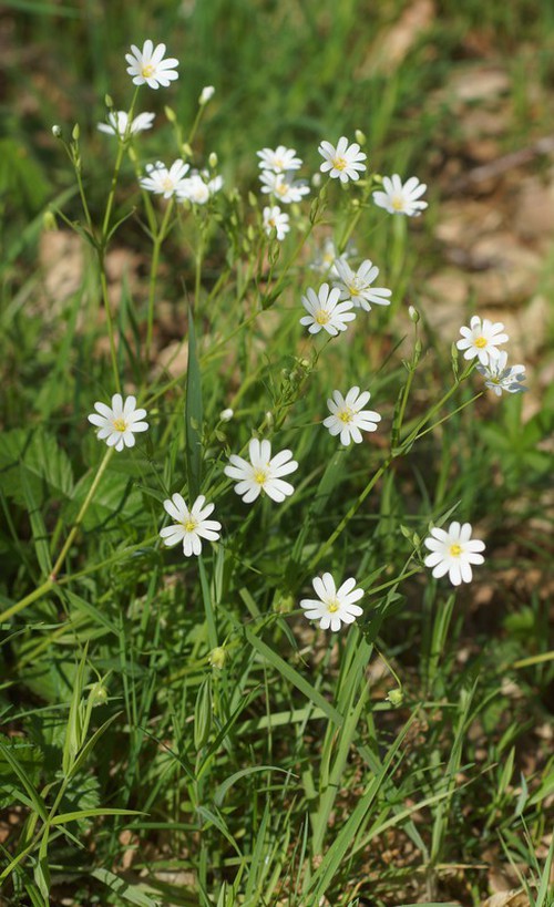Stellaria holostea