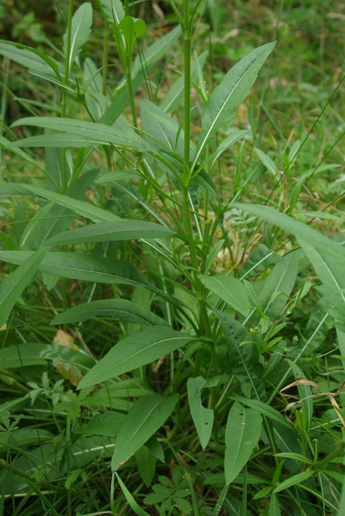 feuille caulinaire
