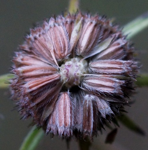 fruit