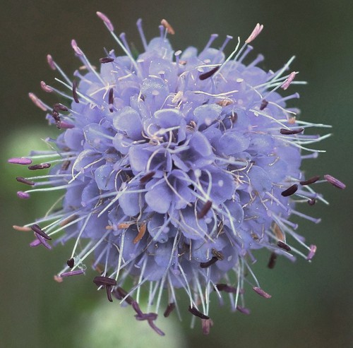 inflorescence
