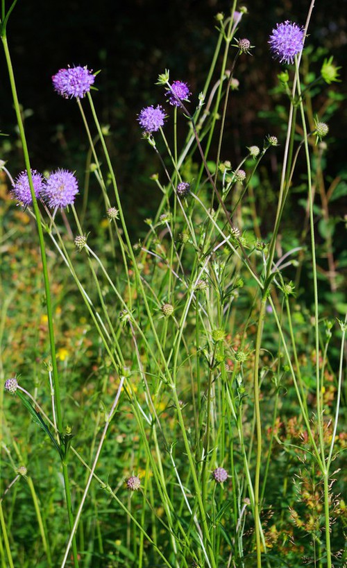 Plante entière