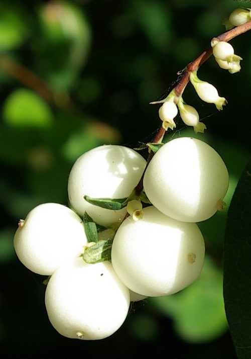 fruit