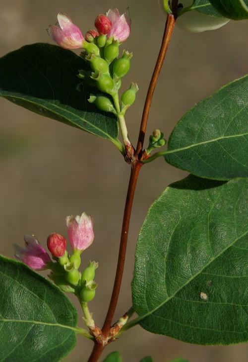 inflorescence