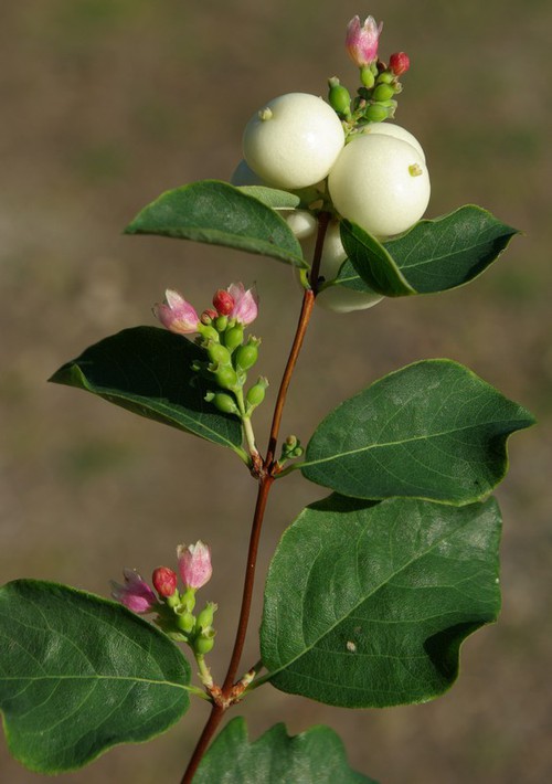 Plante entière