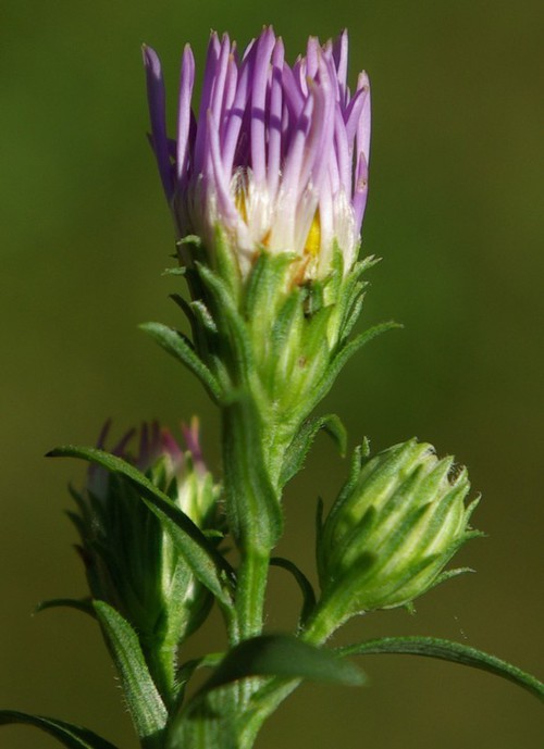 détail bractées