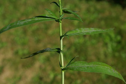 feuille