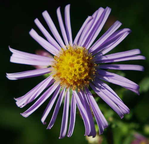 inflorescence