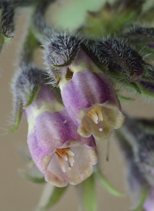 détail fleur