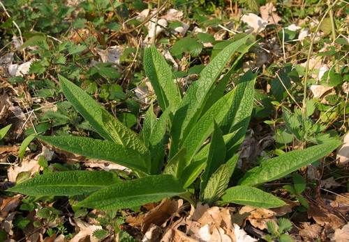 feuille basale