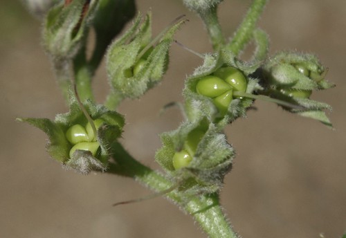 fruit