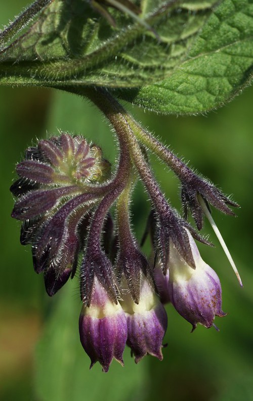 inflorescence