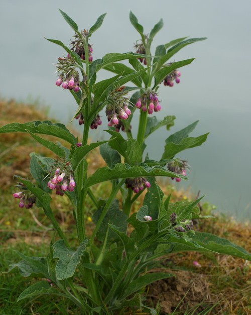 Plante entière