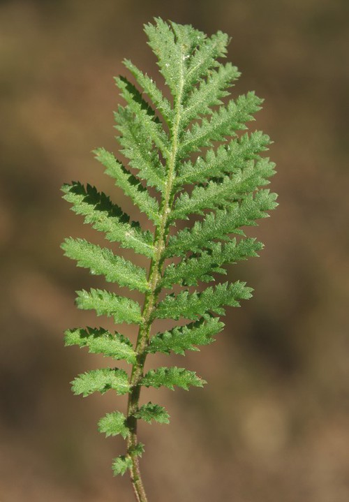 détail feuille