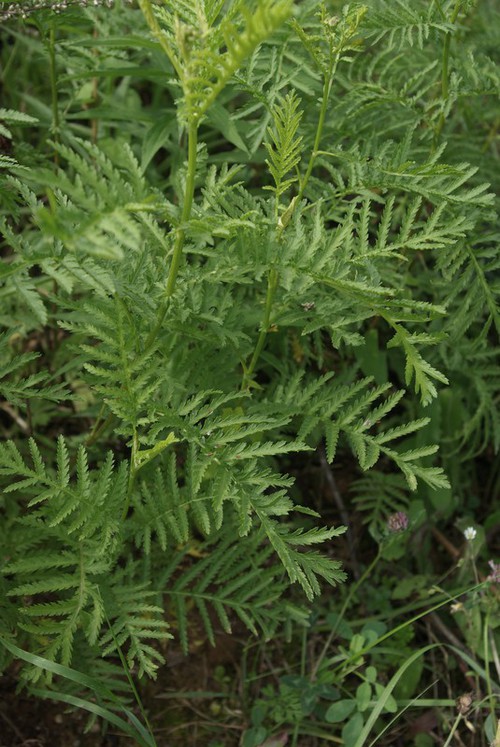 feuille
