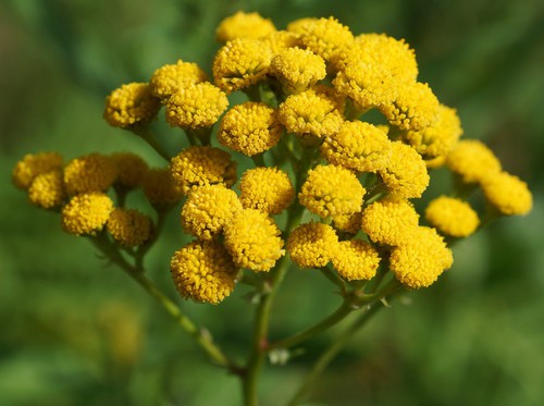 inflorescence