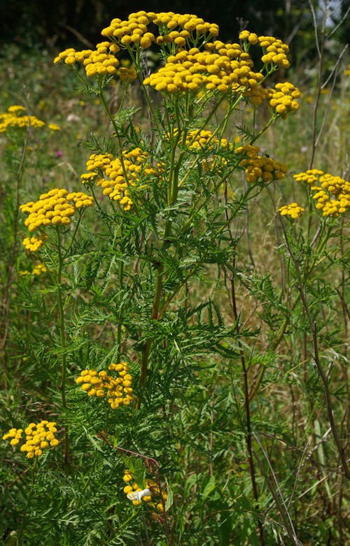 Plante entière