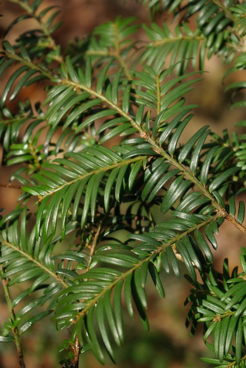 feuille