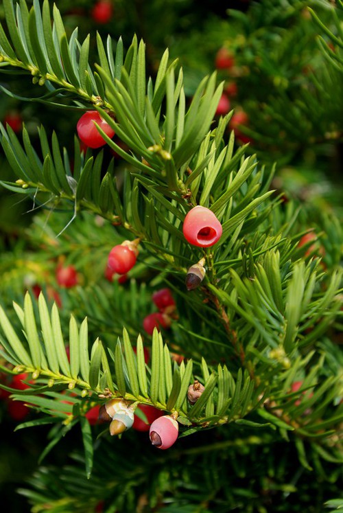 fruit