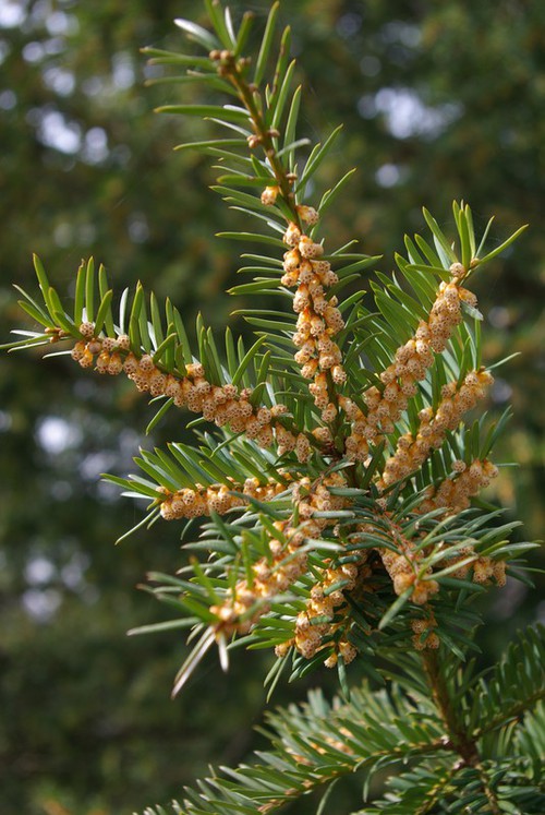 inflorescence mâle
