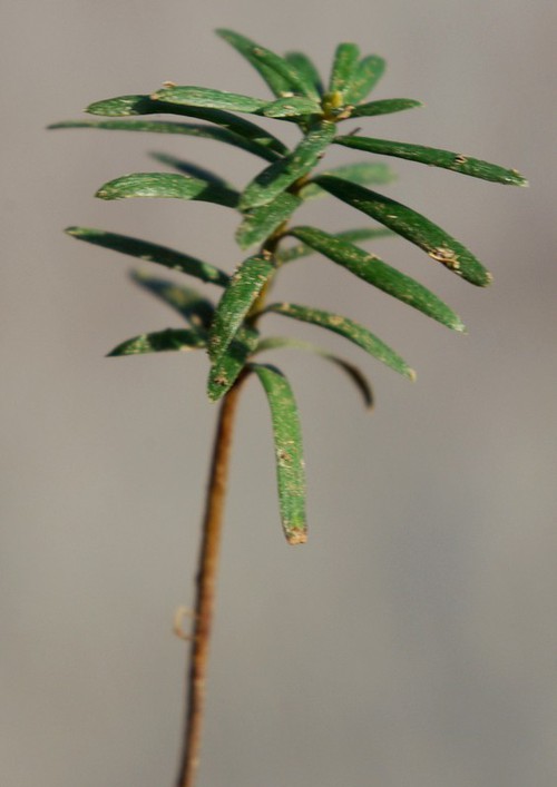 plantule