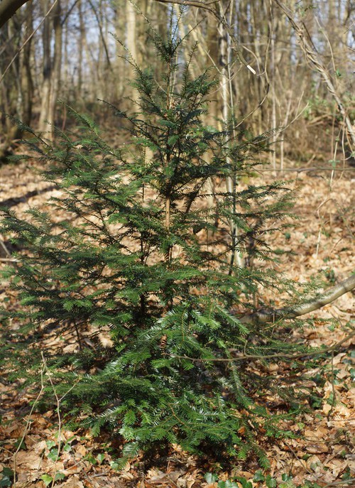Plante entière