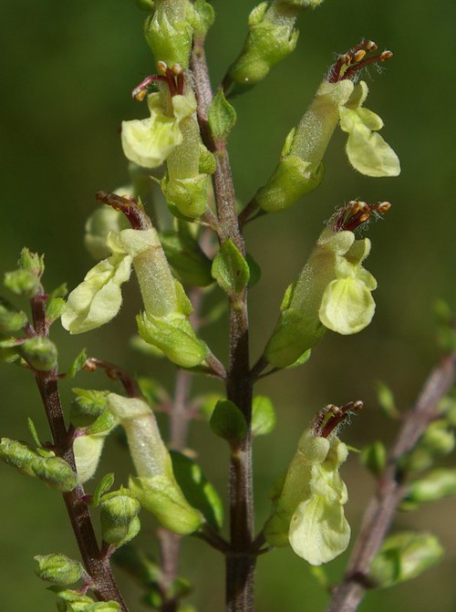 détail fleur