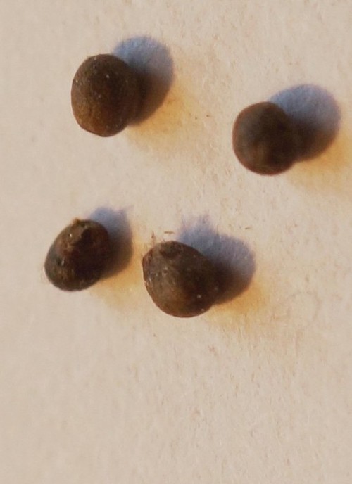 fruit