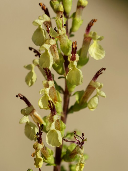 inflorescence