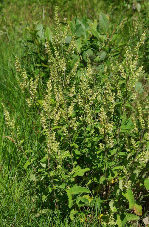Plante entière