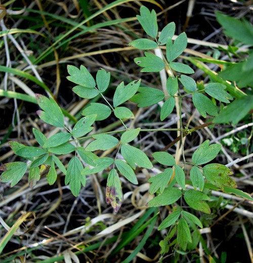 feuille