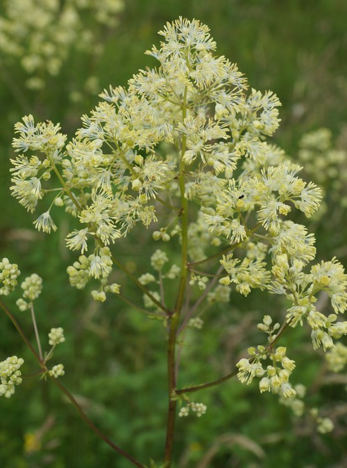 inflorescence