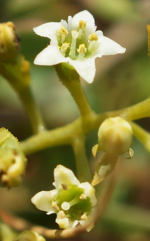 détail fleur