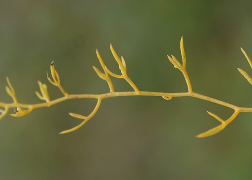 feuille