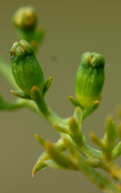 fruit