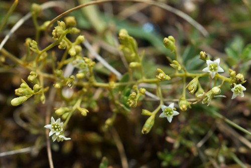 inflorescence