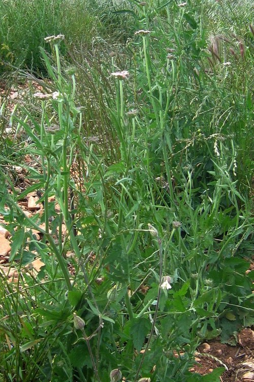 Plante entière