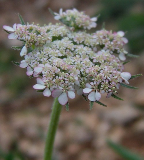inflorescence