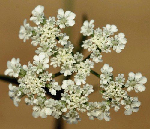 inflorescence