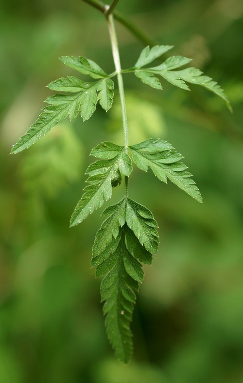 feuille