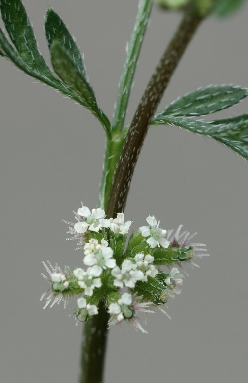 inflorescence