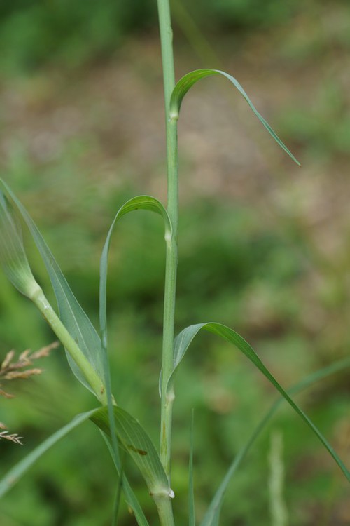 feuille