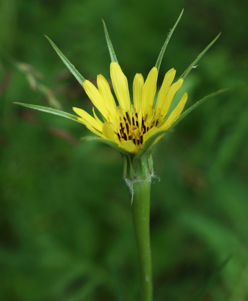 inflorescence