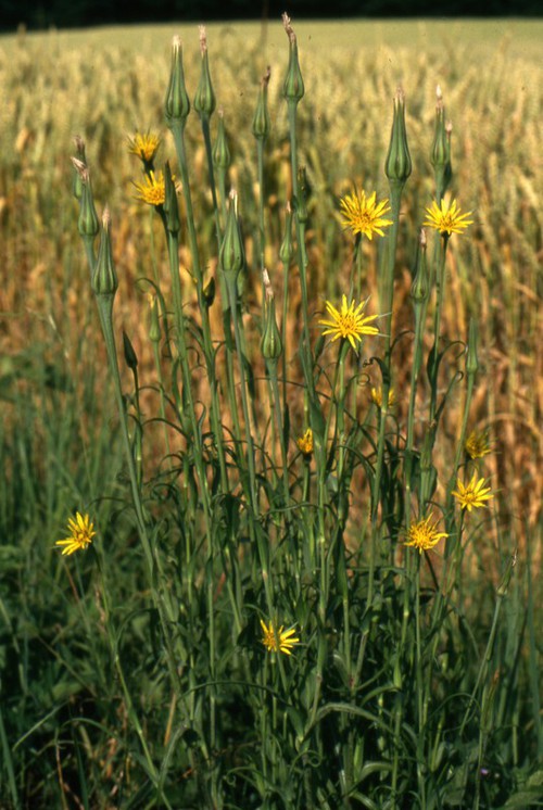 Plante entière