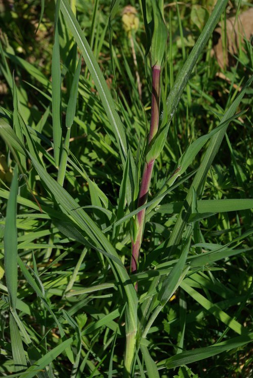 feuille