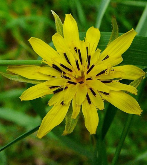 inflorescence