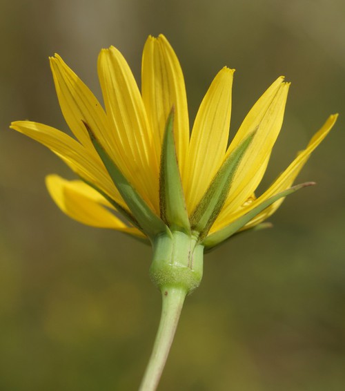 bractées