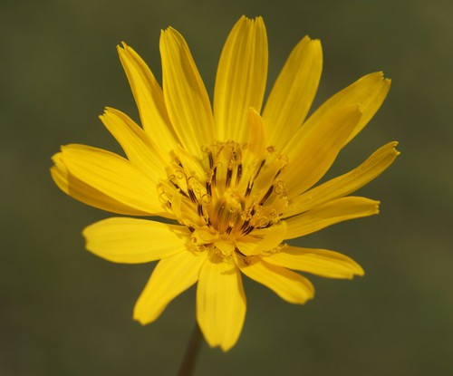 fleur