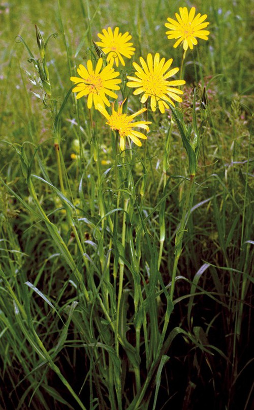 Plante entière