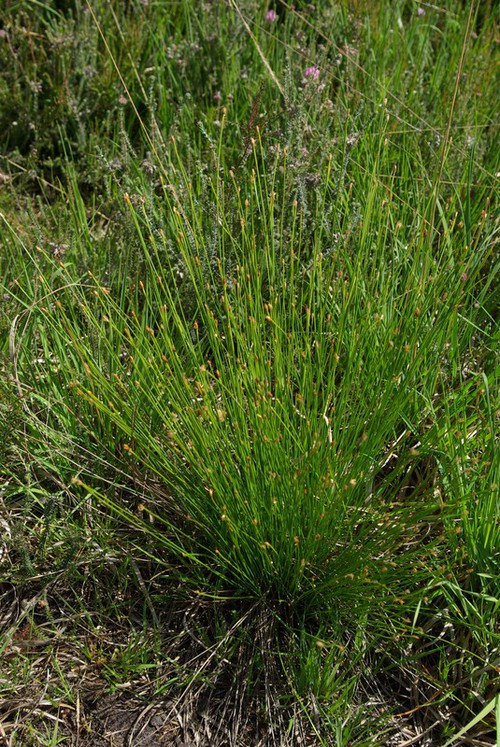 Plante entière
