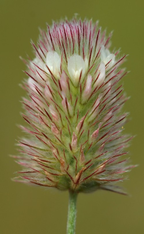 inflorescence